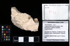 Foto (Objekt + Etikett) von Longodromites excisus (von Meyer, 1857)  (NHMW-GEO-2014-0194-0016)
